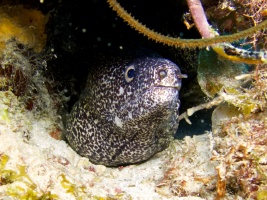 Spotted Moray Eel IMG 7770